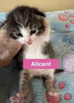Domestic Short Hair Cats Available for Adoption - Alicent | PetCurious