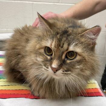 Mittens -  Domestic Long Hair Cat for Adoption in Murray, Utah - Mittens | PetCurious