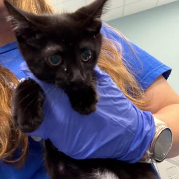 Liberty -  Domestic Medium Hair Cat for Adoption in Greensboro, North Carolina - Liberty | PetCurious