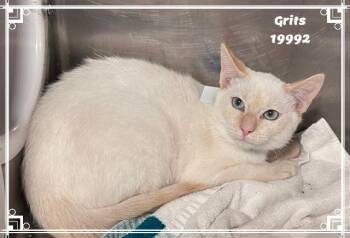 GRITS see also KUDZU -  Domestic Short Hair and Siamese Cat for Adoption in Marietta, Georgia - GRITS See Also KUDZU | PetCurious