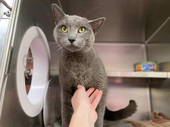 Domestic Short Hair Cats Available for Adoption in Fort Wayne, Indiana - BLYTHE | PetCurious