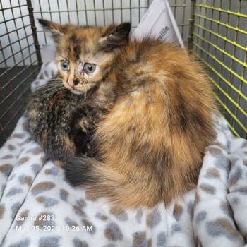 Domestic Short Hair Cats Available for Adoption in San Antonio, Texas - CLEO | PetCurious