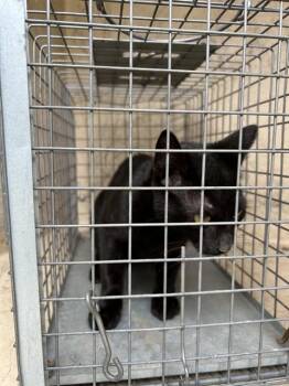 Domestic Short Hair Cats Available for Adoption in Oklahoma City, Oklahoma - A474078 | PetCurious