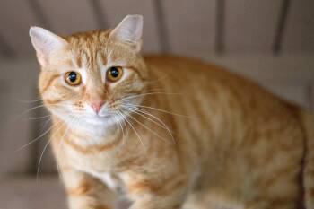 Domestic Short Hair Cats Available for Adoption in Hilton Head Island, South Carolina - Blossom | PetCurious