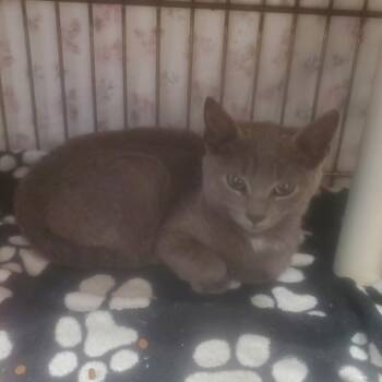 Rescue Domestic Short Hair Cats for Adoption in Vineland, New Jersey - Jess | PetCurious