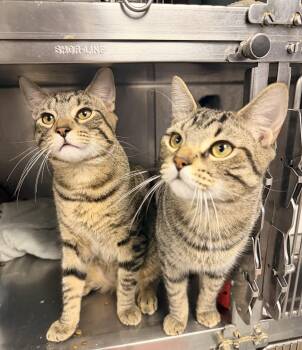 Quill and Rocket -  Domestic Short Hair Cat for Adoption in Bellmawr, New Jersey - Quill And Rocket | PetCurious