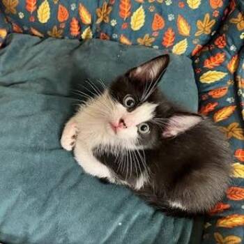 Bruce -  Domestic Short Hair Cat for Adoption in Edwardsville, Illinois - Bruce | PetCurious