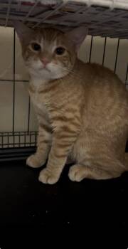 Furgus -  Domestic Short Hair Cat for Adoption - Furgus | PetCurious