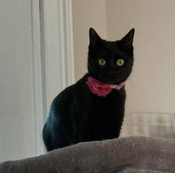 Domestic Short Hair Cats Available for Adoption in Maryville, Tennessee - Sophia | PetCurious