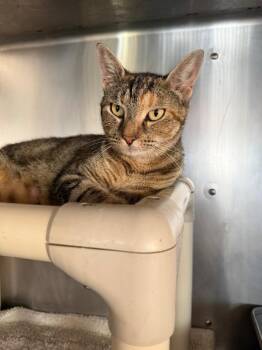 Ziti -  Domestic Short Hair Cat for Adoption in Port Jervis, New York - Ziti | PetCurious