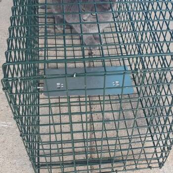 Domestic Medium Hair Cats Available for Adoption - Biscuits | PetCurious