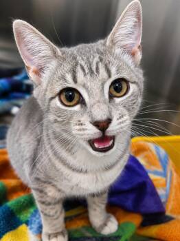 Bluebell -  Domestic Short Hair Cat for Adoption in Labelle, Florida - Bluebell | PetCurious