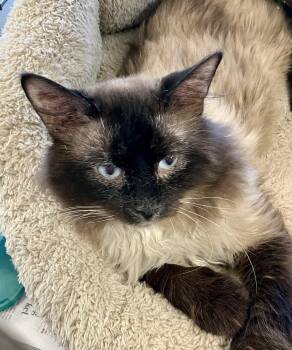 Button -  Himalayan Cat for Adoption in Parma, Ohio - Button | PetCurious