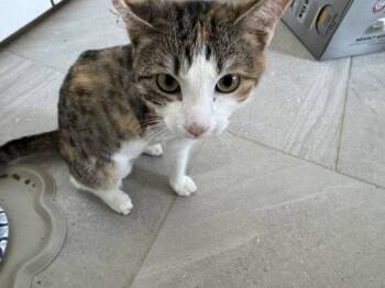 Domestic Short Hair Cats Available for Adoption in Rowlett, Texas - Bowie | PetCurious
