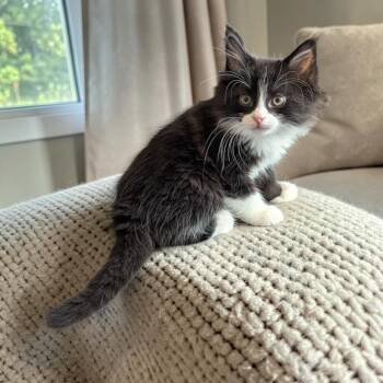 Dean -  Tuxedo and Domestic Long Hair Cat for Adoption in Fort Worth, Texas - Dean | PetCurious