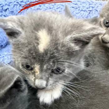 Domestic Short Hair Cats Available for Adoption in San Pablo, California - Indie Cloud | PetCurious