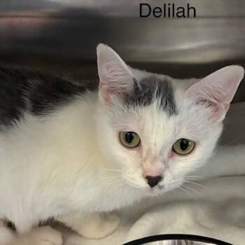 Domestic Short Hair Cats Available for Adoption in Knoxville, Tennessee - Delilah | PetCurious