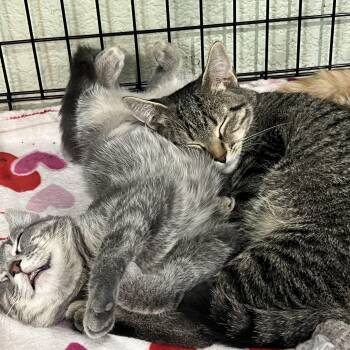 Button -Martins sister -  Domestic Short Hair Cat for Adoption in Moline, Illinois - Button -Martins Sister | PetCurious