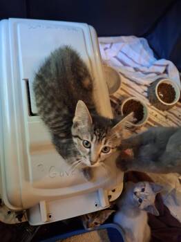 Mallet Beltz -  Domestic Short Hair Cat for Adoption in West Peoria, Illinois - Mallet Beltz | PetCurious