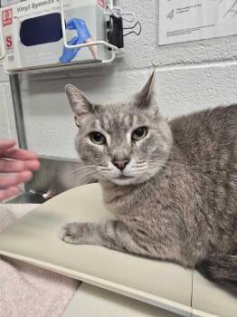 Yeti -  Domestic Short Hair Cat for Adoption in Bowling Green, Ohio - Yeti | PetCurious