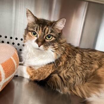 Birdie Bloom -  Domestic Long Hair Cat for Adoption in Washburn, Missouri - Birdie Bloom | PetCurious