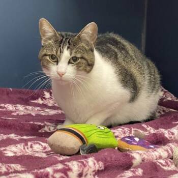 Cooper -  Domestic Short Hair Cat for Adoption in Fort Worth, Texas - Cooper | PetCurious