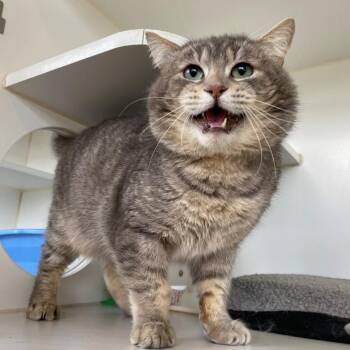 Bonus -  Domestic Short Hair Cat for Adoption in Newberg, Oregon - Bonus | PetCurious