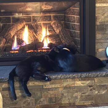 Domestic Short Hair Cats Available for Adoption - Scooter | PetCurious