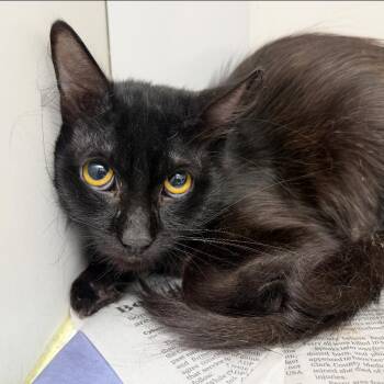 Flint (4) -  Domestic Short Hair Cat for Adoption in Marshall, Texas - Flint (4) | PetCurious