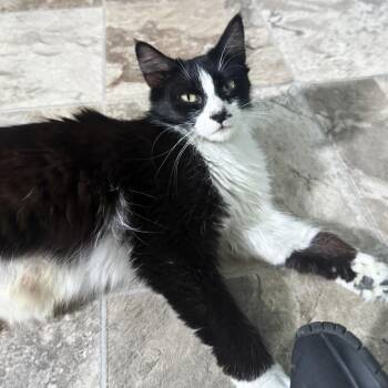 Breezy -  Domestic Long Hair Cat for Adoption in Brownsboro, Alabama - Breezy | PetCurious