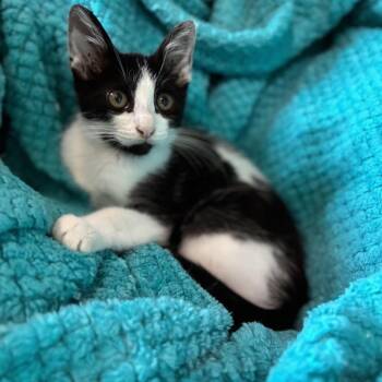Hank -  Domestic Short Hair Cat for Adoption in Wichita, Kansas - Hank | PetCurious