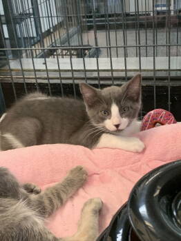 Rescue Domestic Short Hair Cats for Adoption in Sanford, Florida - Saltine | PetCurious