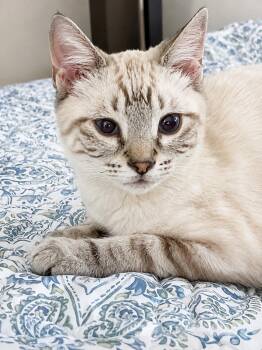 Taco -  Domestic Short Hair Cat for Adoption in Pickerington, Ohio - Taco | PetCurious
