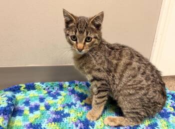 Tabby Cats Available for Adoption - Waylon | PetCurious