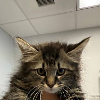 Domestic Long Hair Cats Available for Adoption in Branford, Connecticut - Cove | PetCurious