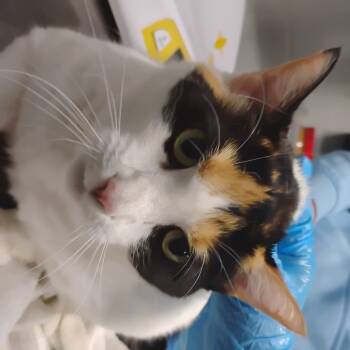 Rescue Domestic Short Hair Cats for Adoption in Summerville, South Carolina - Little Mama | PetCurious