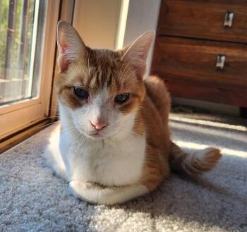 Domestic Short Hair Cats Available for Adoption in Herndon, Virginia - Coco | PetCurious