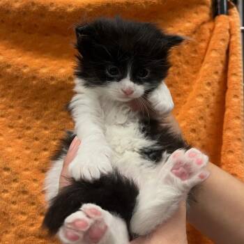 Domestic Short Hair Cats Available for Adoption in Houston, Texas - Louis | PetCurious
