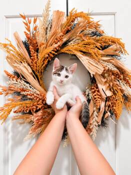 Reyes -  Turkish Van Cat for Adoption in Goodyear, Arizona - Reyes | PetCurious