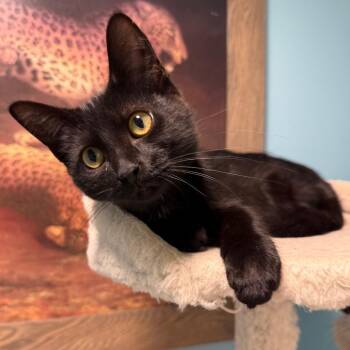 Nadja -  Domestic Short Hair Cat for Adoption in Middleton, Wisconsin - Nadja | PetCurious