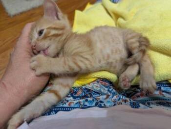 Domestic Short Hair Cats Available for Adoption in Liverpool, Texas - Axel Rose | PetCurious