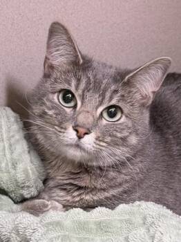 Mia -  Domestic Short Hair Cat for Adoption in Bellevue, Washington - Mia | PetCurious