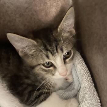 Parma-Sean -  Domestic Short Hair Cat for Adoption in Norman, Oklahoma - Parma-Sean | PetCurious
