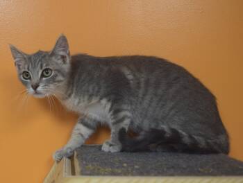 Pearl -  Domestic Short Hair Cat for Adoption in Yorktown, Indiana - Pearl | PetCurious