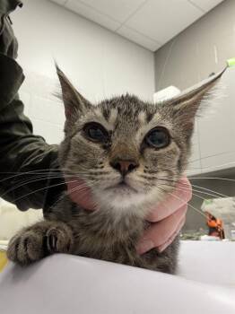 PIZZA ROLLS -  Domestic Short Hair Cat for Adoption in Indianapolis, Indiana - PIZZA ROLLS | PetCurious