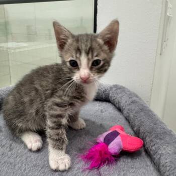 Stark -  Domestic Short Hair Cat for Adoption in Fort Lauderdale, Florida - Stark | PetCurious