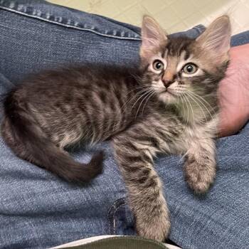 Ted -  Domestic Short Hair Cat for Adoption in Springfield, Illinois - Ted | PetCurious