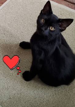 Rescue Domestic Short Hair Cats for Adoption in Champaign, Illinois - Trey | PetCurious