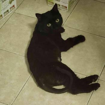 Picasso -  American Shorthair Cat for Adoption in Florham Park, New Jersey - Picasso | PetCurious