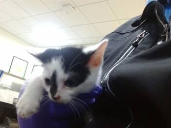 SQUEEK -  Domestic Short Hair Cat for Adoption in Doral, Florida - SQUEEK | PetCurious
